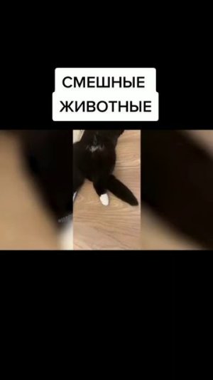 Животные приколы и не только