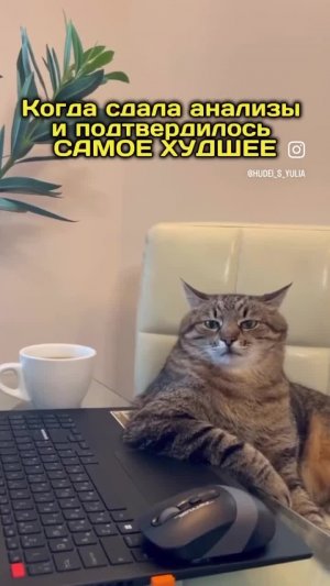 Недовольный кот сидит за столом / компьютером