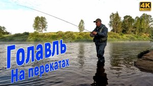 Рыбалка в ВЕЙДЕРСАХ. Голавль на перекатах