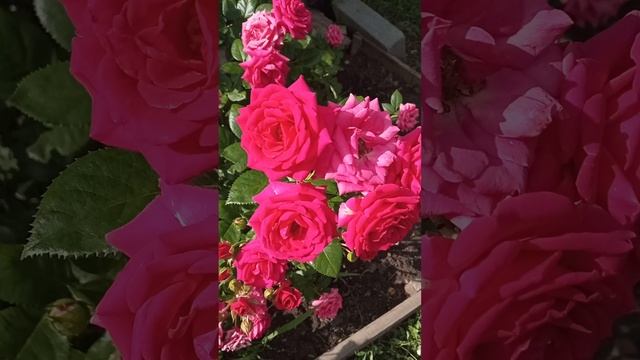 Прогулка по саду