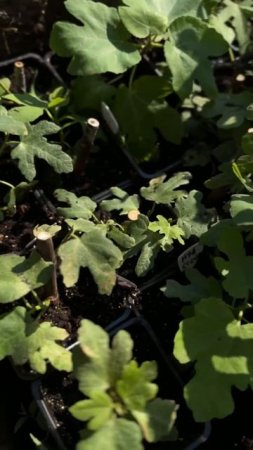 Инжир Small Garden's - 06.07.2025г.