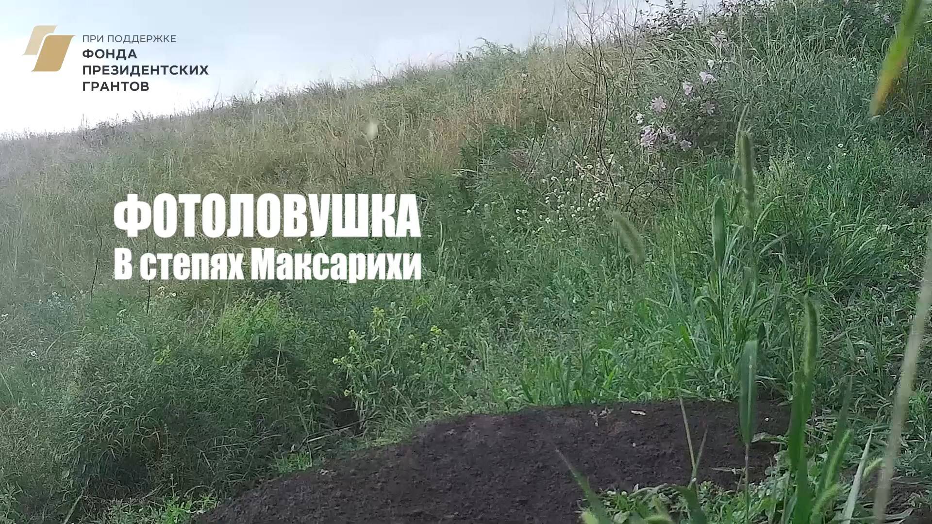 Фотоловушка в степях Максарихи
