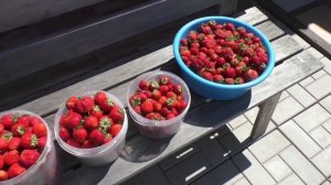 Собрали 51 л ягод клубники