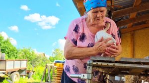 Бабушка няньчит свого ИНДЮШОНКА,НАША деревенская жизнь,влог