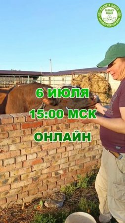 🌟 Сегодня — особенный день: Шаяна Экадаши
🐄 В 15:00 МСК кормим коров онлайн от ваших имён!