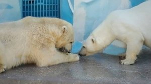 Белую медведицу Герду подвел строптивый характер. Завтрак пришлось отвоевывать!