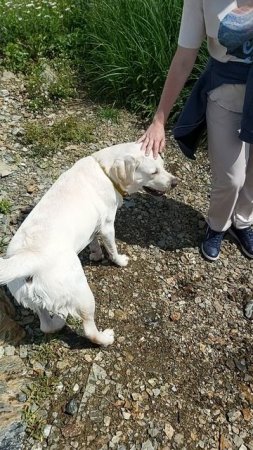 Симба сам зашёл в водичку