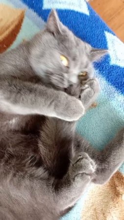 Котейка