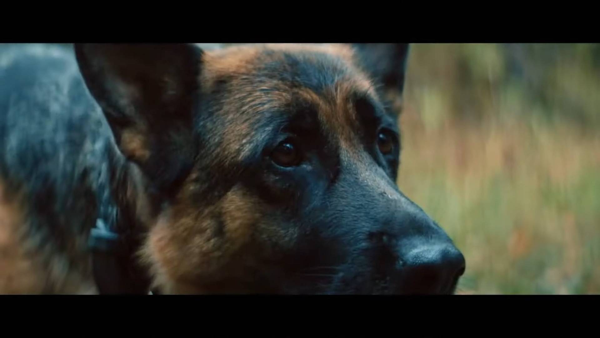 Пальма 2 (2025) семейный фильм про животных. Сюжетная линия. Отзыв.