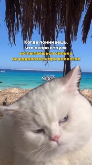 Ещё больше котиков в канале https://t.me/cotorai