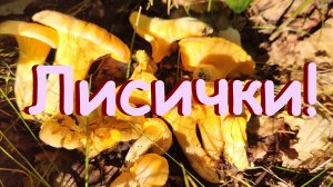 29 июня 2025. Нашла лисички !!!