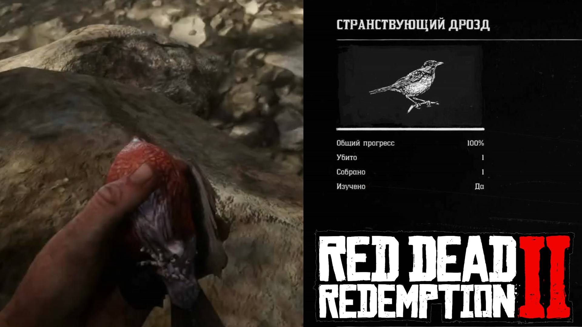 Где найти Странствующий Дрозд в Red Dead Redemption 2 смотреть онлайн