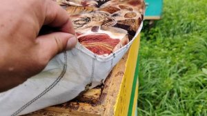 Качаем мед. Погода не даёт.