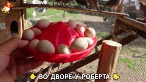 Содержание кур в домашних условиях и других птиц во дворе у Роберта 🐣🐤🦆🐔🪿🦃 (24)