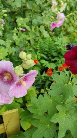 Городские цветы,мальва🌺🌺 #flowers #nature #city #weekend #цветы #природа #город #выходные #мальва