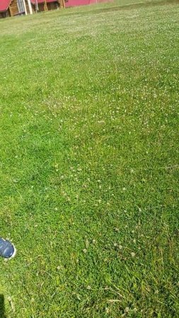 Сколько радости у собачки на природе