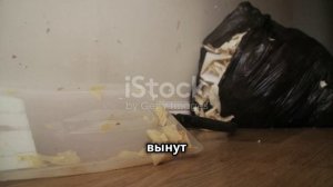 Утренний страшный гость.mp4