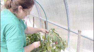 04.07.2025. Работаю в теплице (три важных дела). Собираю урожай.