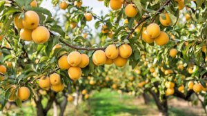 Желтые абрикосы🍑 Урожай картошки выкопали🥔 Компоты накрутили 🍑Фрукты заморозили🥭Жизнь в станице