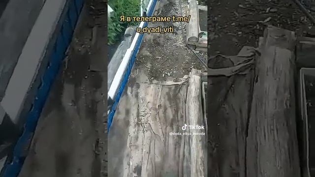Делаю термотеплицу. Выравниваю землю вокруг теплицы часть 3. #термотеплица #огород #дача #дядявитя