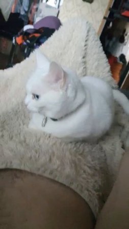 Милка утром на одеяле