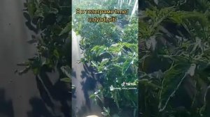 Помидоры у дяди Вити, куча пасынков, решил оставить. #помидоры #дача #огород #сад #дядявитя #томаты