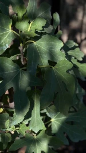 Инжир Small Garden's - 06.07.2025г. - https://t.me/inzhir_rossiya