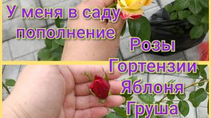 У меня сегодня розы/Гортензии/Яблоня/Груша