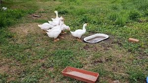 Кормление гусей у батюшки Иоакима 06.07.2025