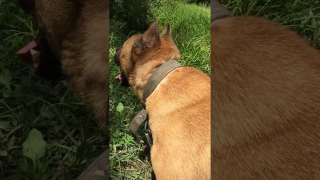 Равон ШРМ приют