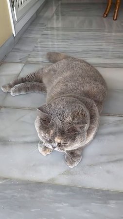 Бася пытается слиться с мрамором #кошки #котики