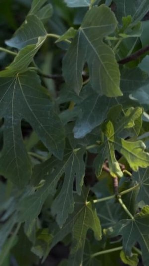 Инжир Ростов-на-Дону - Small Garden's - 06.07.2025г.