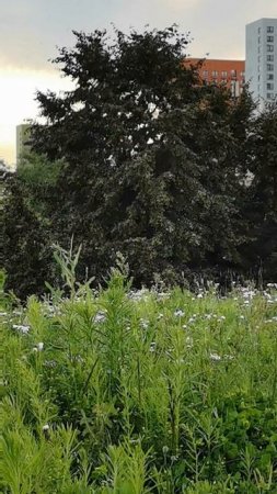 Рой Мошкары