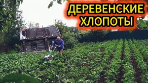 Вновь обрабатываю участок:За две недели вымахал урожай.