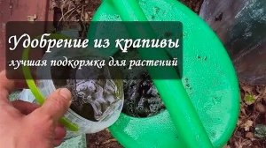 НАСТОЙ ИЗ КРАПИВЫ ДЛЯ ПОДКОРМКИ РАСТЕНИЙ