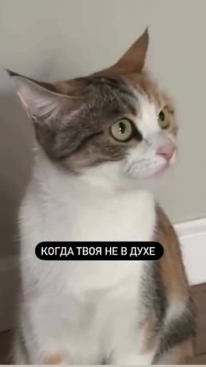 Когда не в духе