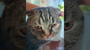 музыка от игрового Пушистика