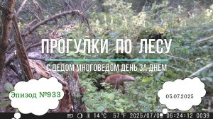 Прогулки по лесу. День за днем с дедом Многоведом. 5 июля 2025г. Эпизод 933.