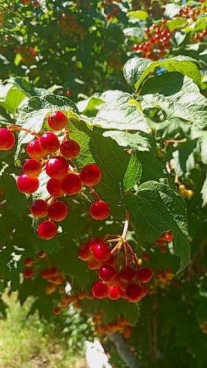КТО НИБУДЬ ЗНАЕТ, КАК ЭТО ДЕРЕВЦЕ НАЗЫВАЕТСЯ???