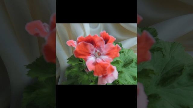 lv_0_20250706192816.mp4