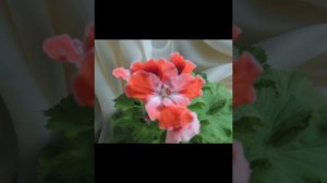lv_0_20250706192816.mp4