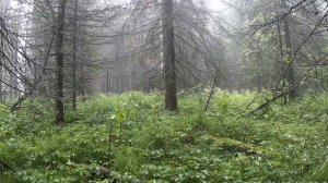 Лось в дождливую погоду