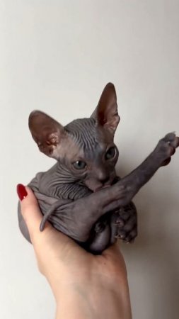 Котёнок Сфинкс. Сладкая и красивая девочка  #cat #kitten #sphynx #sfinks #котята #донскойсфинкс