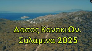 Канакийский лес. о.Саламина. Греция 2025