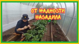 29/6 25 ч.2  ЛЮБИМЫЙ СОРНЯК. ПЕРВЫЙ ПЛОД. СКЛЕИЛ ЛАСТЫ. ДЕБРИ В ПОМИДОРАХ. ПРУТ ВШИРЬ.