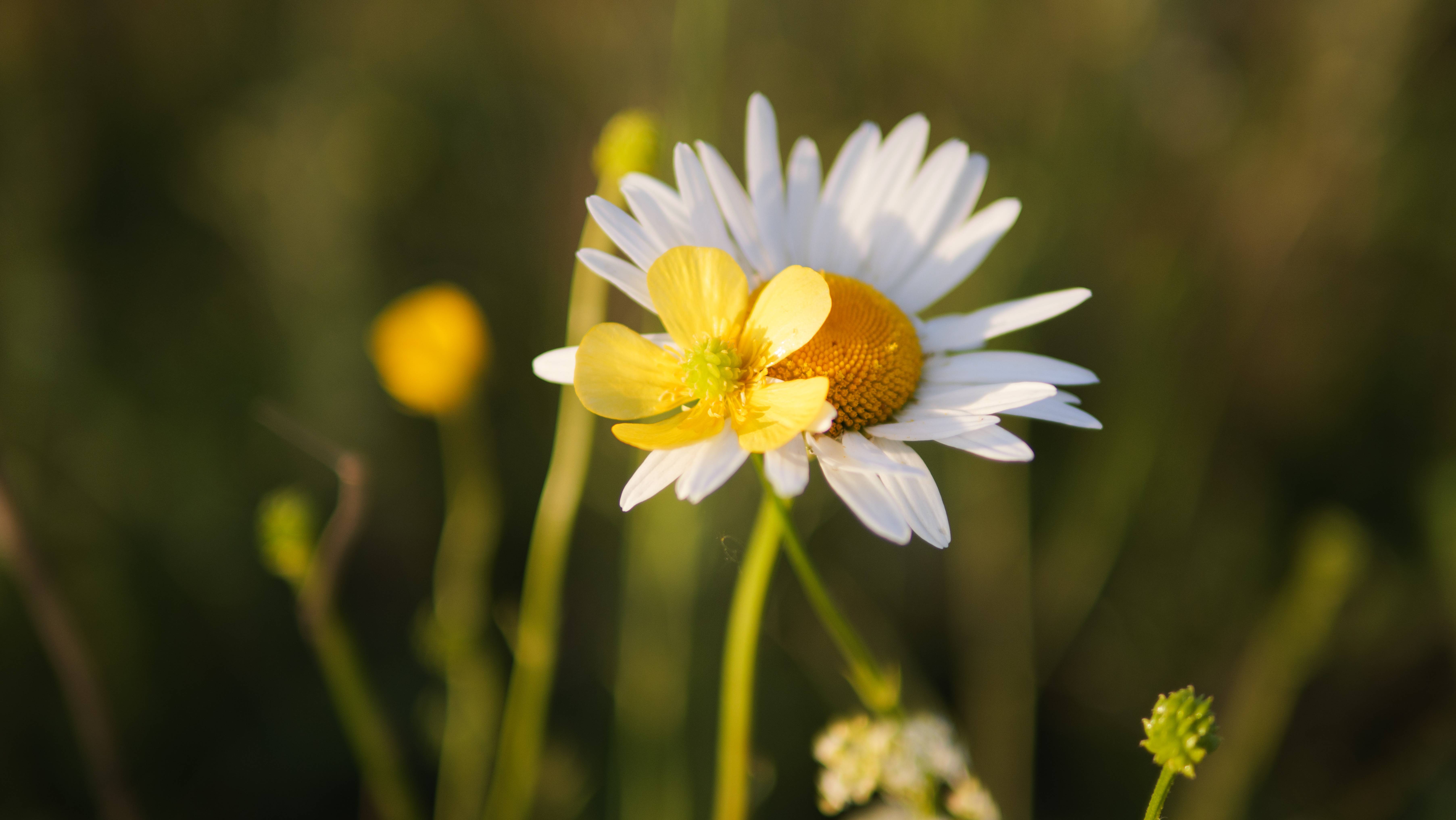 Ромашково поле и его обитатели смотреть онлайн
