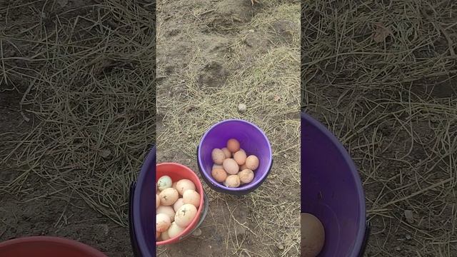 Воскресные хлопоты по хозяйству. Собираю яйца🥚