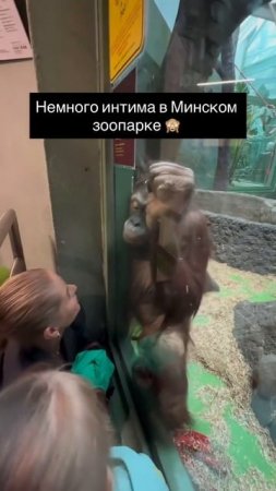 Белоруска поцеловала обезьяну через стекло, но тот не растерялся и сразу же показал ей, куда нужно