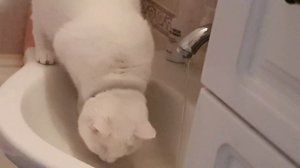 Милка пьёт водически из крана