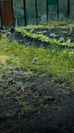 Карточка видео